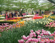 賞花：室內百花園開園了！嵖岈山溫泉小鎮(zhèn)是一個一年有花香的旅游休閑的好地方,郁金香,薰衣草,梅園,葵花園,百合花香園,花開在春夏秋冬,目前室內郁金香正在開園,吸引了大批游客,郁金香花開爭艷,游客流連忘返,在寒冷的冬天,看到如此鮮艷的郁金香鮮花綻放,在中原尚屬首家.門票咨詢0396-4999999/4999906