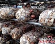 泌陽縣華泉農(nóng)業(yè)開發(fā)有限公司位于泌陽縣羊冊鎮(zhèn)，該公司正是在泌陽縣當(dāng)?shù)攸h委政府的幫助下，建立起來的標(biāo)準(zhǔn)化香菇種植基地，該基地共有10余個香菇標(biāo)準(zhǔn)化生產(chǎn)大棚，該棚采用自動化控溫，自動化管理，效益也是普通香菇種植大棚的2-3倍。