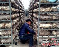 近年來，泌陽縣努力把食用菌產(chǎn)業(yè)打造成生態(tài)、健康的產(chǎn)業(yè)，并做大做強(qiáng)，引領(lǐng)農(nóng)民增收，農(nóng)業(yè)增效。為進(jìn)一步發(fā)展食用菌產(chǎn)業(yè)，提高土地利用率和整體種植效益，泌陽縣鼓勵引導(dǎo)種植戶在生產(chǎn)上標(biāo)準(zhǔn)化，在栽培上基地化，在設(shè)施上現(xiàn)代化，并積極幫助種植戶、種植大戶、食用菌種植合作社協(xié)調(diào)土地、資金、技術(shù)等發(fā)展壯大食用菌產(chǎn)業(yè)。