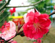 每年3月是桃花盛開的季節(jié)，此時，百花爭妍、萬紫千紅，漫山遍野都是花的海洋。