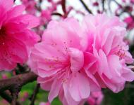 正陽縣是生態(tài)示范縣，全縣種植有桃、梨、李等各種連片林果10萬多畝。