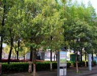 雨后的駐馬店新區(qū)到處充滿春的氣息，