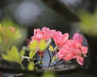 杜鵑花又名映山紅，被譽(yù)為“花中西施”