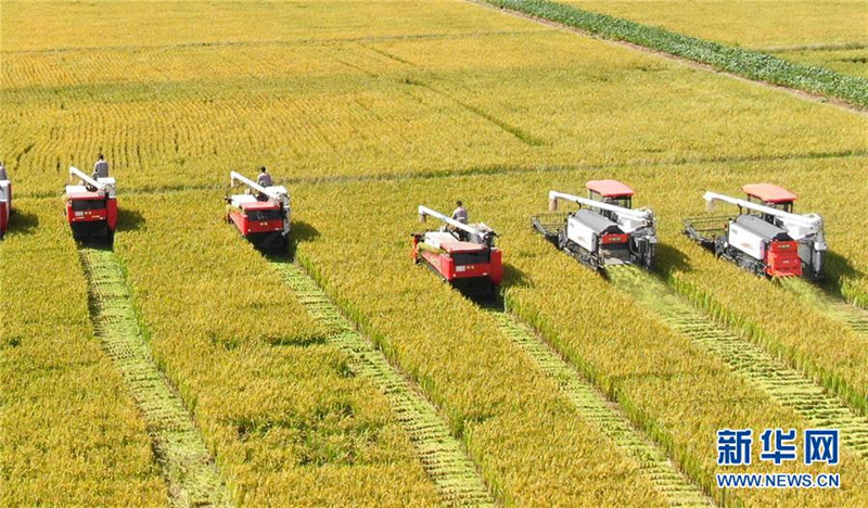 9月27日，收割機(jī)在江蘇海門臨江新區(qū)農(nóng)田里收割水稻（無(wú)人機(jī)拍攝）。  新華社發(fā)（許叢軍 攝）