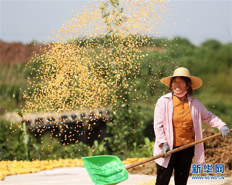 山東省臨沂市郯城縣郯城街道新屯村村民揚(yáng)曬收獲的玉米（9月23日攝）。 新華社發(fā)（張春雷 攝）