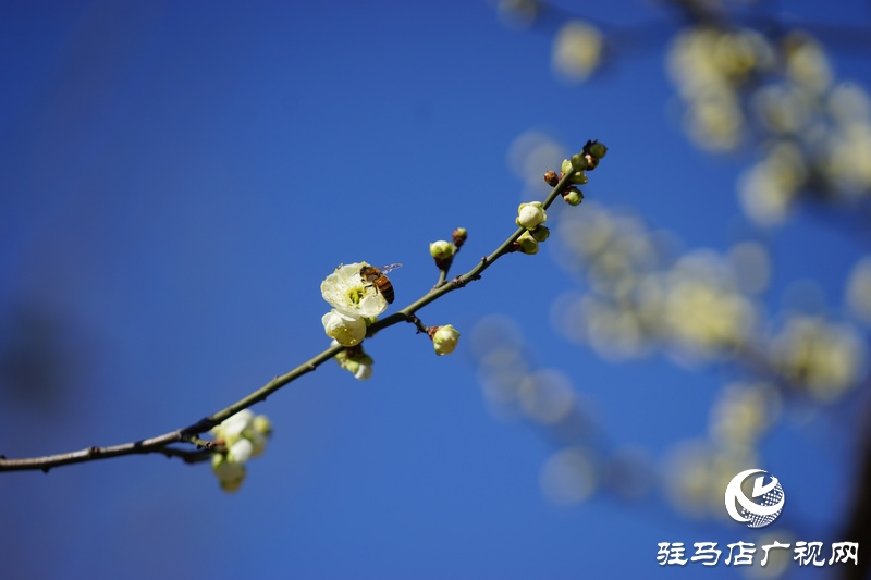 你看，紅梅、白梅、迎春花