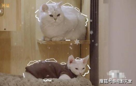 當(dāng)國綜不抄襲，當(dāng)謝娜不聒噪，不撕的國產(chǎn)綜藝看什么？ 