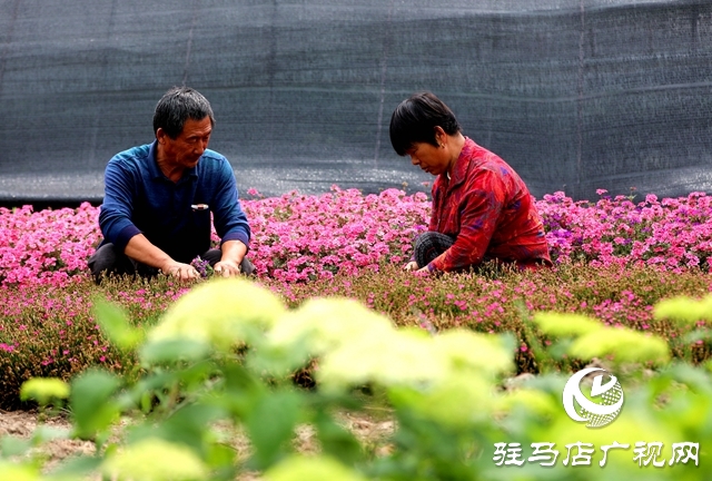 河南駐馬店：小鎮(zhèn)文明建設(shè)催開幸福花兒