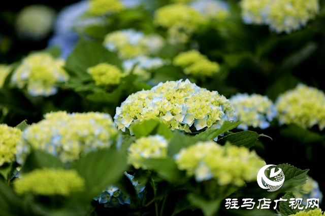 河南駐馬店：小鎮(zhèn)文明建設(shè)催開幸福花兒