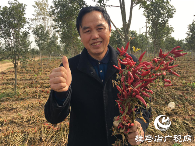 攜手北沃 見證豐收 ——北沃高鈣肥再顯神威，表現(xiàn)驚艷眾人！