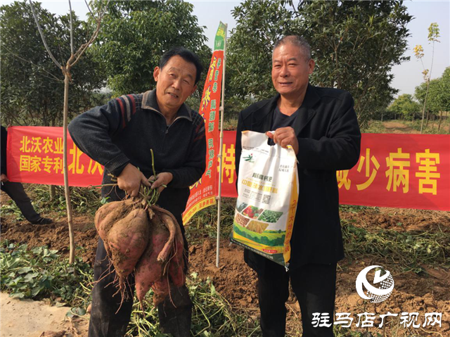 攜手北沃 見證豐收 ——北沃高鈣肥再顯神威，表現(xiàn)驚艷眾人！