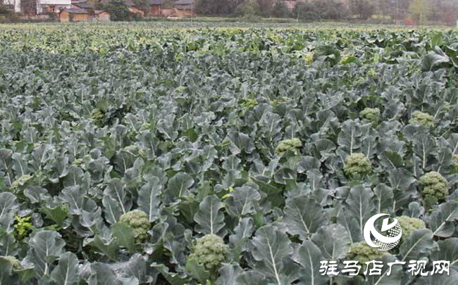 攜手北沃 見證豐收 ——北沃高鈣肥再顯神威，表現(xiàn)驚艷眾人！
