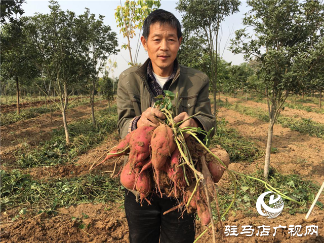 攜手北沃 見證豐收 ——北沃高鈣肥再顯神威，表現(xiàn)驚艷眾人！