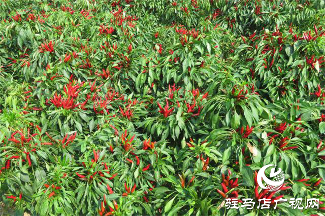 攜手北沃 見證豐收 ——北沃高鈣肥再顯神威，表現(xiàn)驚艷眾人！