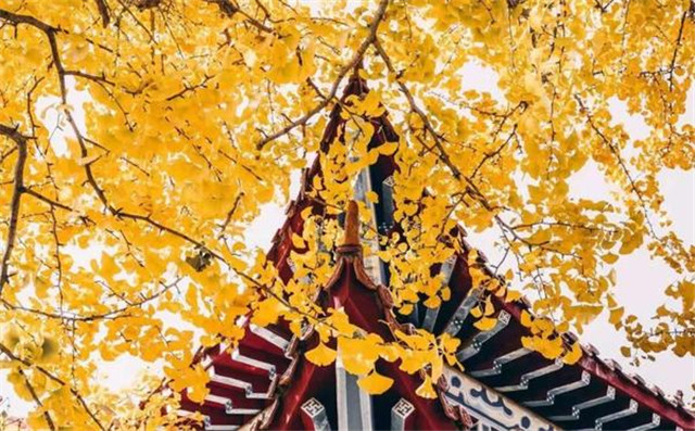 “古剎秋景惹人醉，金色滿園迎賓朋”——嵩山少林寺千年銀杏已到了一年之中最美時(shí)節(jié)！