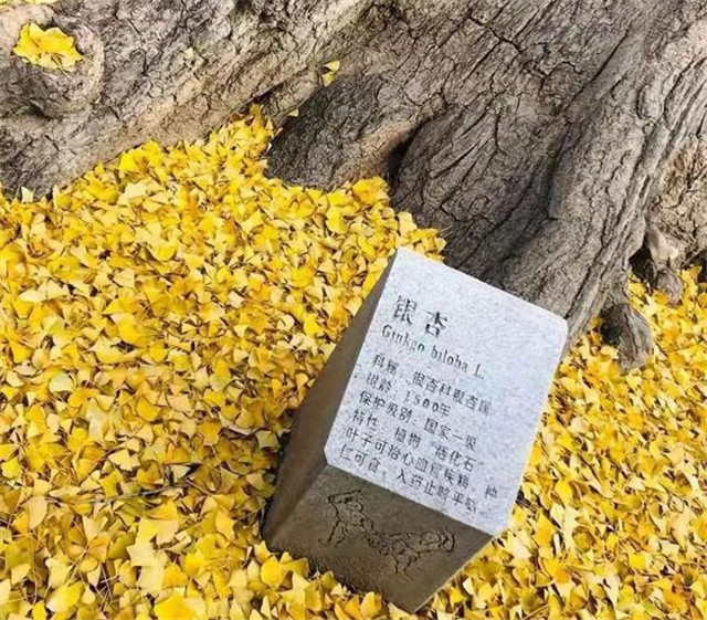 “古剎秋景惹人醉，金色滿園迎賓朋”——嵩山少林寺千年銀杏已到了一年之中最美時(shí)節(jié)！