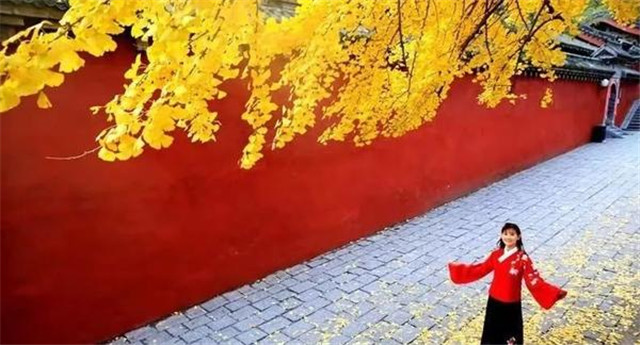 “古剎秋景惹人醉，金色滿園迎賓朋”——嵩山少林寺千年銀杏已到了一年之中最美時(shí)節(jié)！
