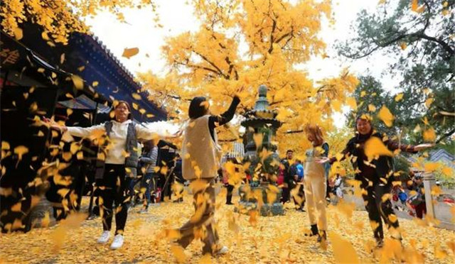 “古剎秋景惹人醉，金色滿園迎賓朋”——嵩山少林寺千年銀杏已到了一年之中最美時(shí)節(jié)！