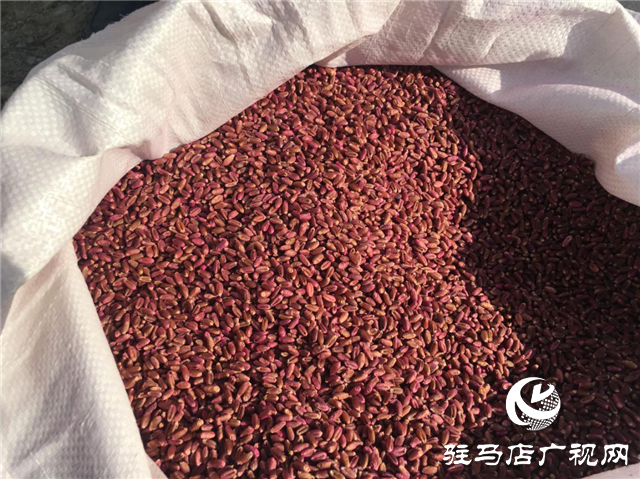 噸源種業(yè)組織召開小麥播種現場會