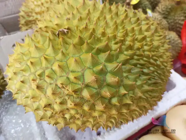 臭豆腐、螺螄粉、榴蓮…這些食物為什么那么臭？很多人還愛吃？