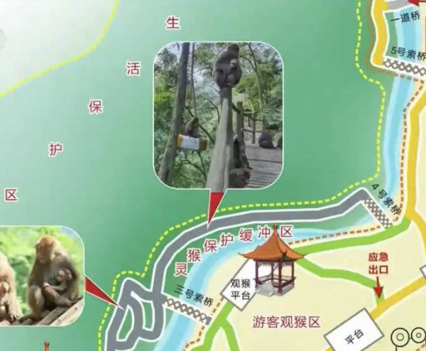 峨眉山猴子被拘留？假的！峨眉山猴子是國家二級保護動物