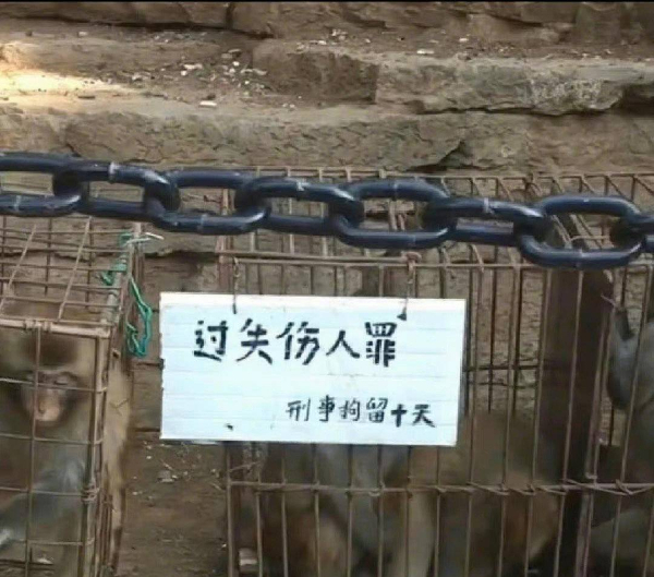 峨眉山猴子被拘留？假的！峨眉山猴子是國家二級保護動物
