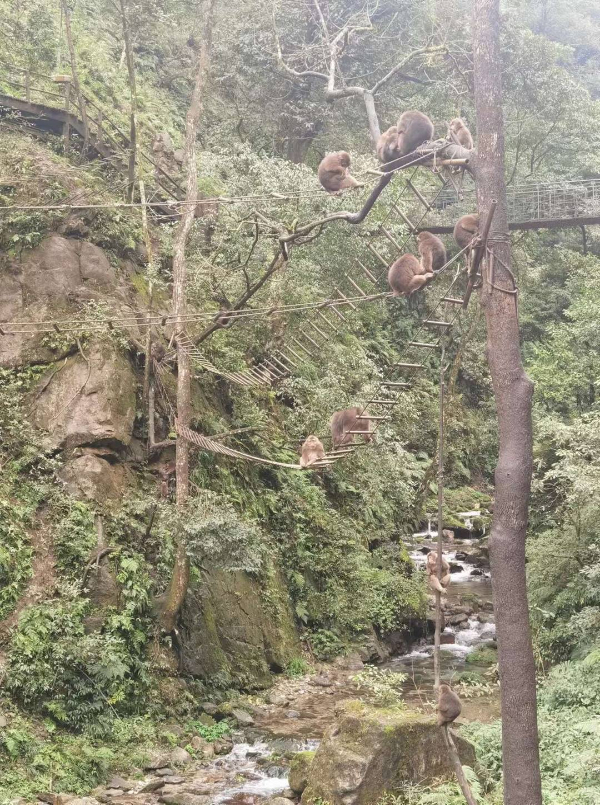 峨眉山猴子被拘留？假的！峨眉山猴子是國家二級保護動物