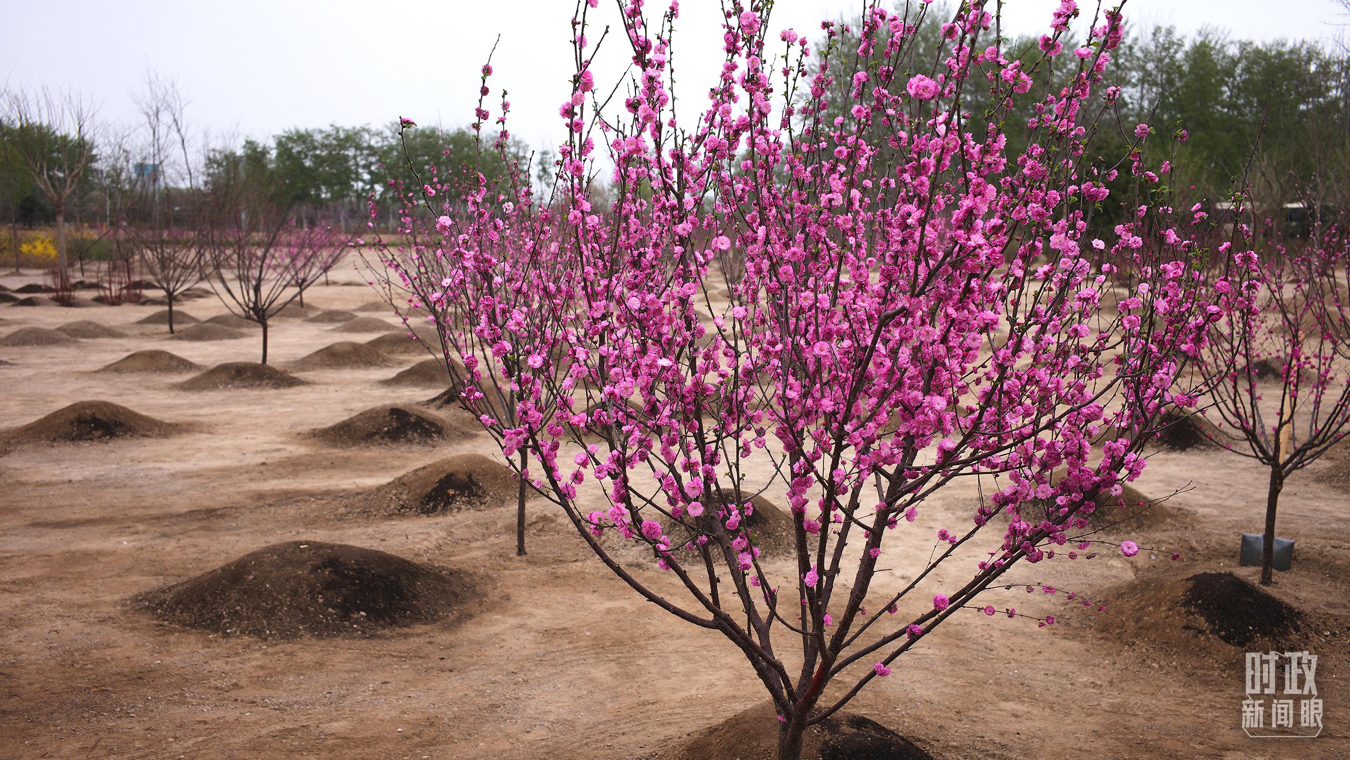 時(shí)政新聞眼丨在今年首都義務(wù)植樹現(xiàn)場，習(xí)近平這三句話飽含深意