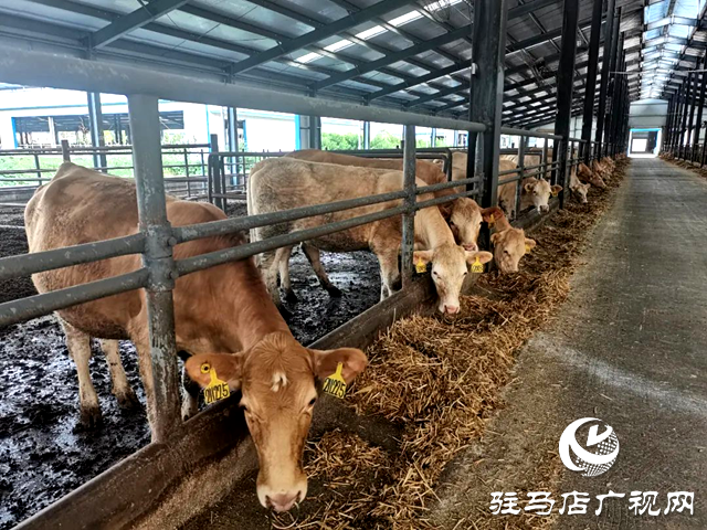 河南泌陽(yáng)縣的這頭?；鸨W(wǎng)絡(luò)