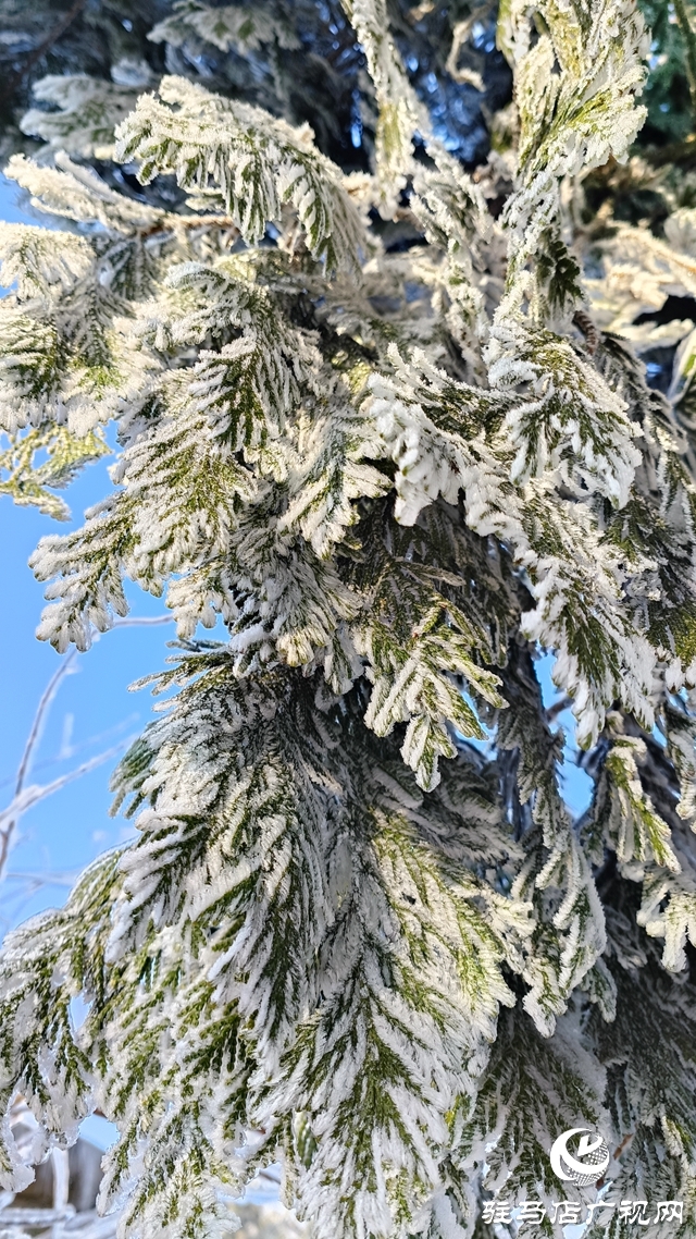 駐馬店老樂(lè)山：一夜寒風(fēng)起 萬(wàn)樹銀花開