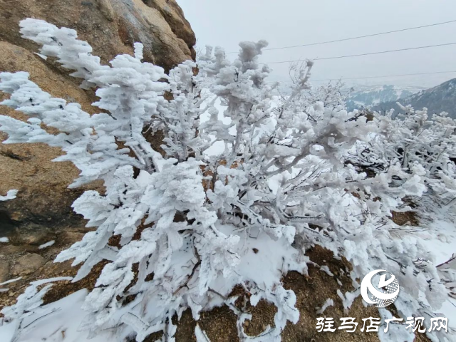 美呆了！羅漢山開啟雪凇、霧凇雙景齊現(xiàn)模式