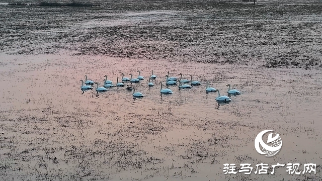 寒冬，他們?cè)谒搌喓竦厥刈o(hù)候鳥(niǎo)