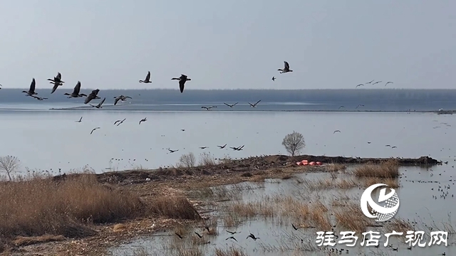 寒冬，他們?cè)谒搌喓竦厥刈o(hù)候鳥(niǎo)