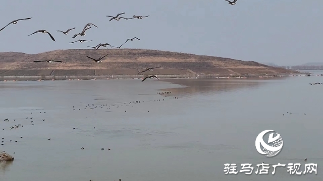 寒冬，他們?cè)谒搌喓竦厥刈o(hù)候鳥(niǎo)