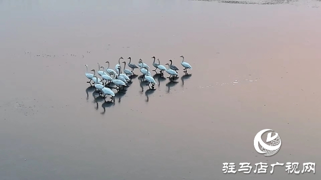 寒冬，他們?cè)谒搌喓竦厥刈o(hù)候鳥(niǎo)