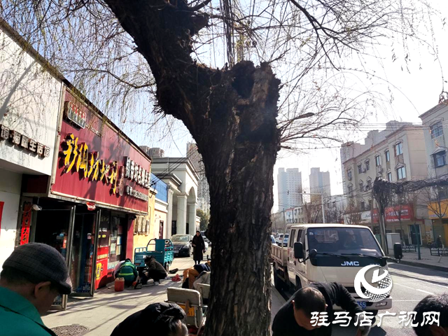 駐馬店經(jīng)濟(jì)開(kāi)發(fā)區(qū)：清除危樹(shù)解民憂