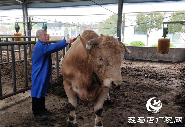 全國(guó)兩會(huì)精神進(jìn)基層||泌陽(yáng)縣夏南?？萍奸_(kāi)發(fā)有限公司：加快發(fā)展新質(zhì)生產(chǎn)力 推動(dòng)肉牛產(chǎn)業(yè)發(fā)展壯大
