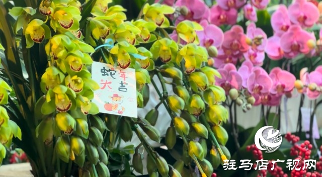 新春佳節(jié)即將到來(lái)，綠植花卉成為節(jié)日新寵