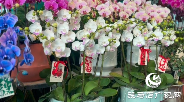 新春佳節(jié)即將到來(lái)，綠植花卉成為節(jié)日新寵