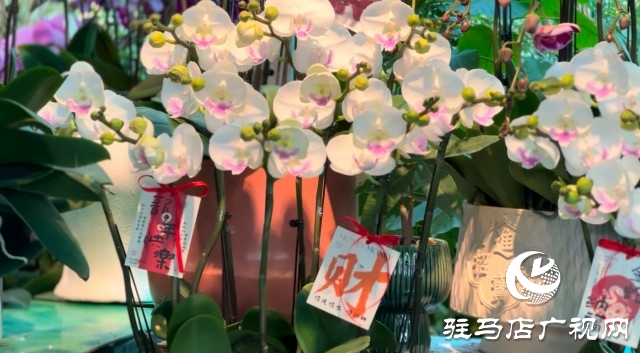 新春佳節(jié)即將到來(lái)，綠植花卉成為節(jié)日新寵