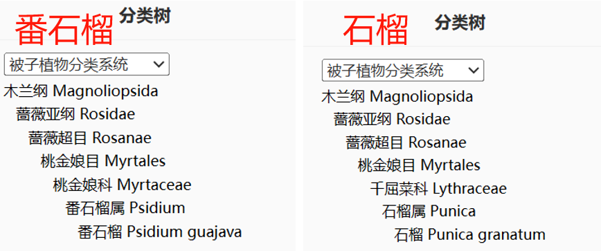 這種水果維C比蘋果高21倍，春天吃正好！