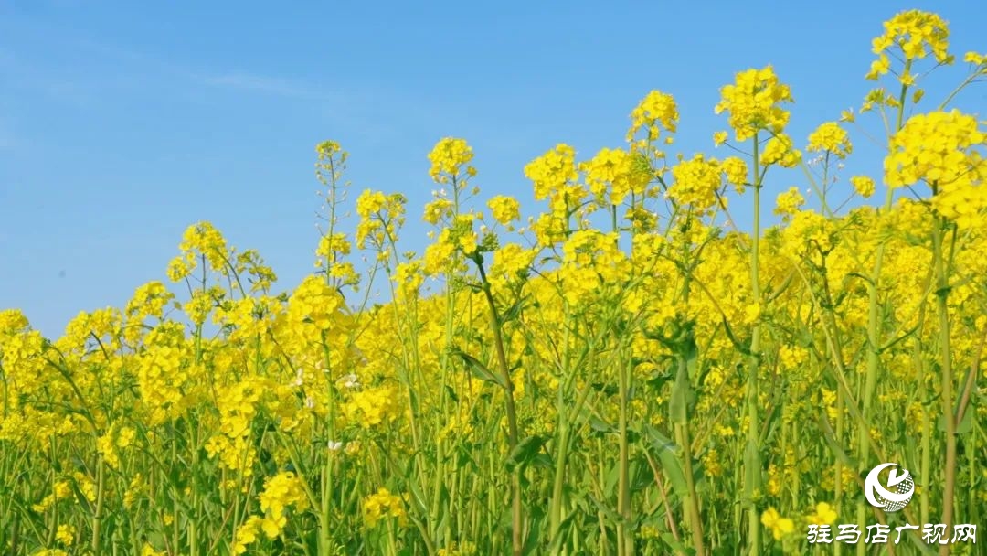 新蔡的油菜花都開(kāi)了 快來(lái)看春天的“金色顯眼包”