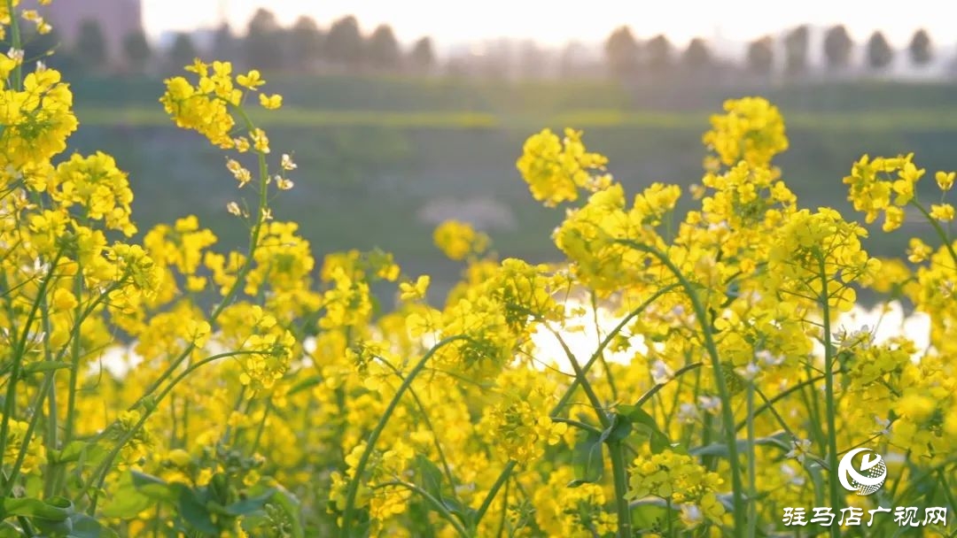 新蔡的油菜花都開(kāi)了 快來(lái)看春天的“金色顯眼包”