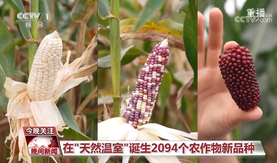 黑紫色玉米、棕色秋葵……你見過的、沒見過的瓜果蔬菜這都有！