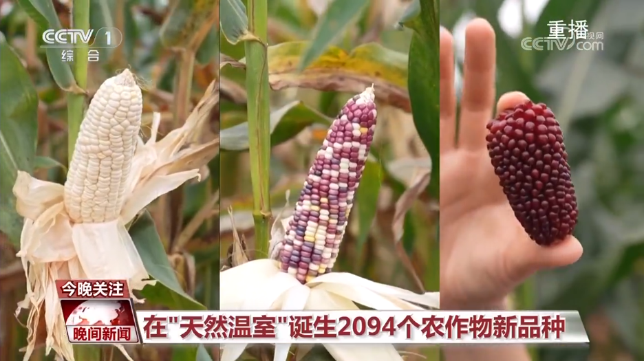 黑紫色玉米、棕色秋葵……你見(jiàn)過(guò)的、沒(méi)見(jiàn)過(guò)的瓜果蔬菜這都有！