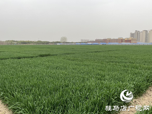 寒潮來襲小麥如何保暖？駐馬店農(nóng)科專家支招科學應(yīng)對
