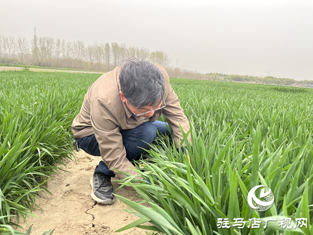 寒潮來襲小麥如何保暖？駐馬店農(nóng)科專家支招科學應(yīng)對