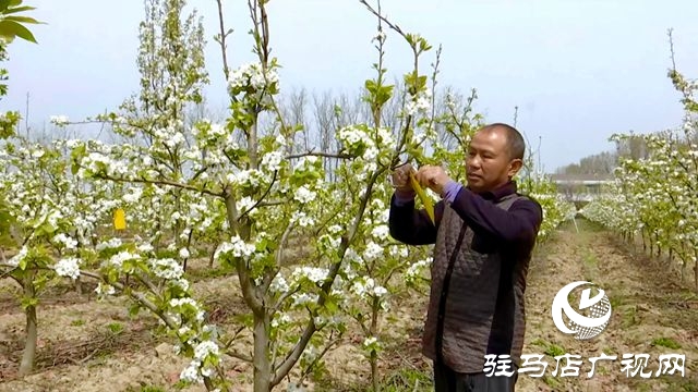 正陽(yáng)縣：果樹管理正當(dāng)時(shí)?繪就鄉(xiāng)村好“豐”景