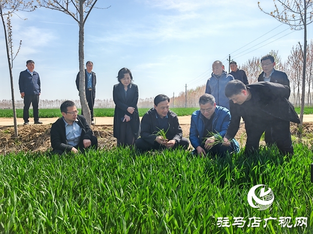  西平縣委書記侯公濤調(diào)研水利項目建設(shè)、麥田管理等重點(diǎn)工作