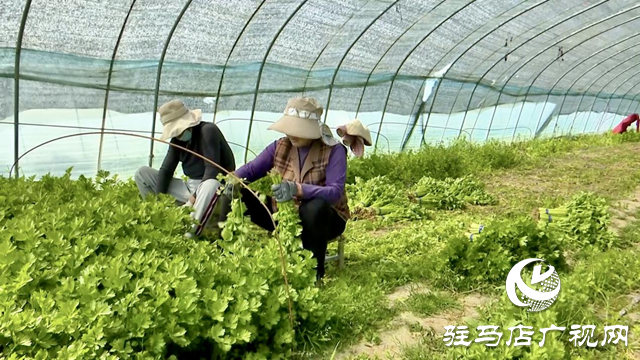 正陽縣新阮店鄉(xiāng)萬馬村：有機(jī)果蔬種植激活鄉(xiāng)村振興“新引擎”